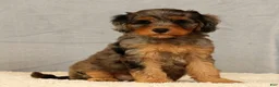 Cavapoo dogs for sale: Kurt - Ad 1