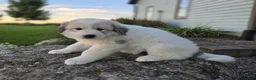 Great Pyrenees dogs for sale: Molly - Ad 3