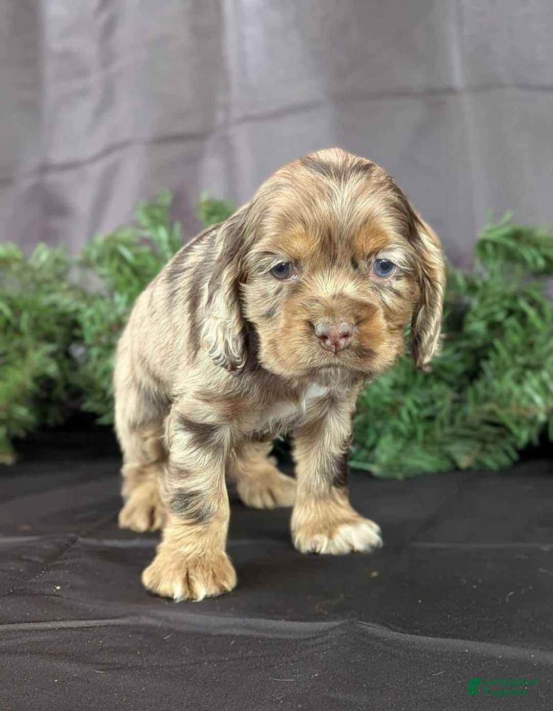 Cocker Spaniel dogs for sale: Vito - Ad 5