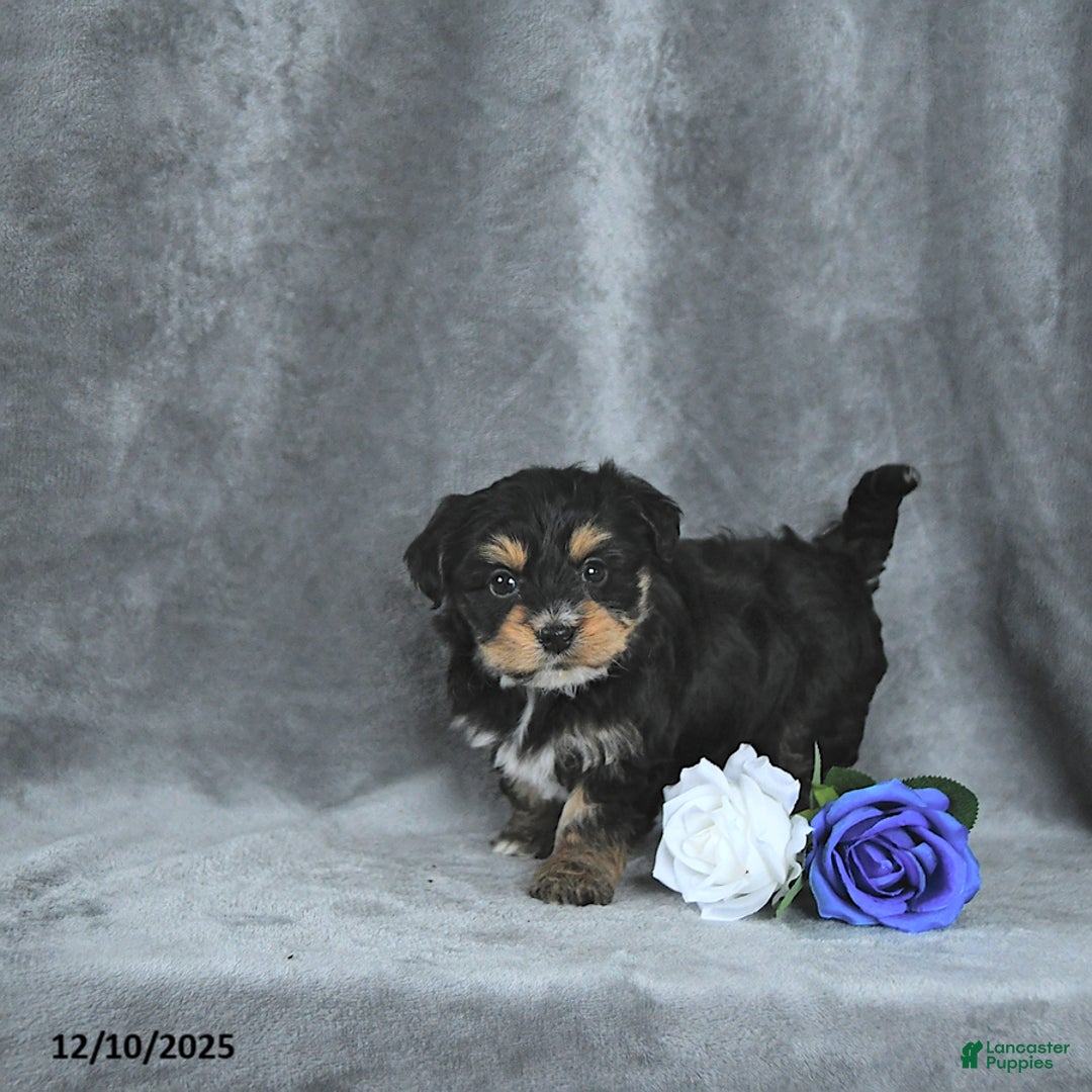Mixed Breed dogs for sale: Rudolph EXTRA SMALL - Ad 1