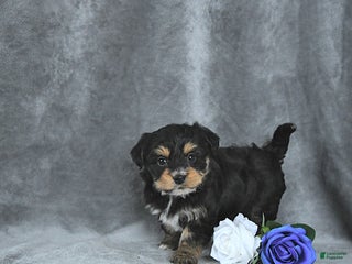 Mixed Breed dogs Rudolph EXTRA SMALL - Ad 29