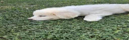 Great Pyrenees dogs for sale: Ella  - Ad 3