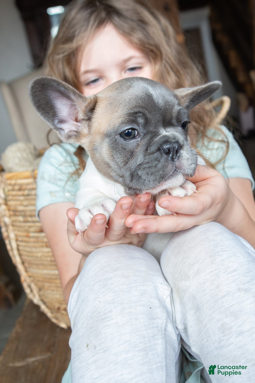 French Bulldog dogs for sale: Stormy AKC - Ad 3
