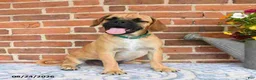 Puggle dogs for sale: Robbie - Ad 4