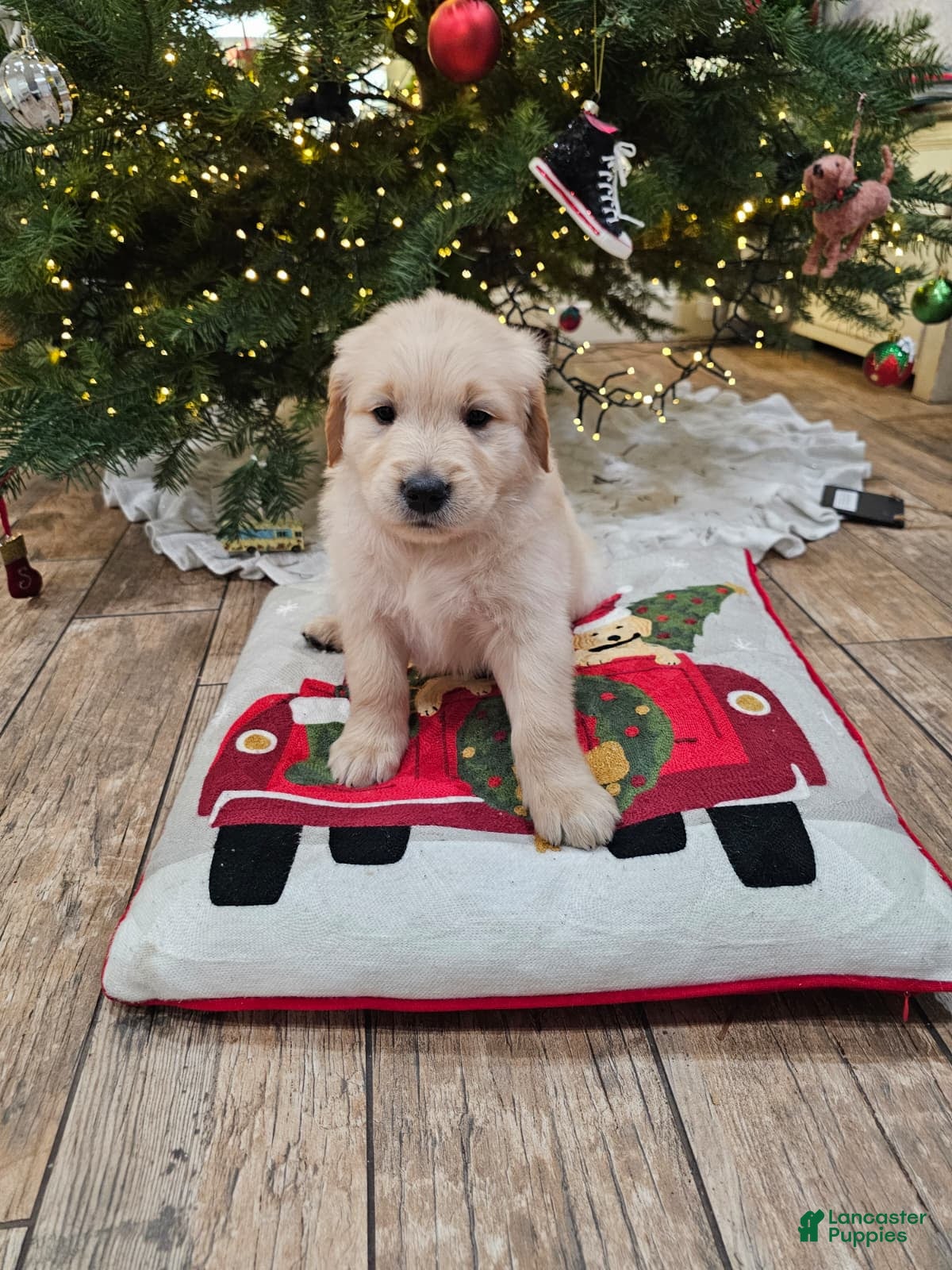 Golden Retriever dogs Golden Retriever Puppy 5 - Ad 1