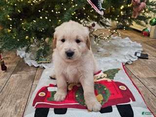 Golden Retriever dogs Golden Retriever Puppy 5 - Ad 37