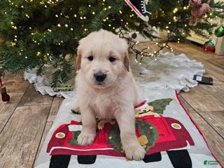 Golden Retriever dogs Golden Retriever Puppy 5 - Ad 4