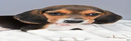 Beagle dogs for sale: Ollie - Ad 8