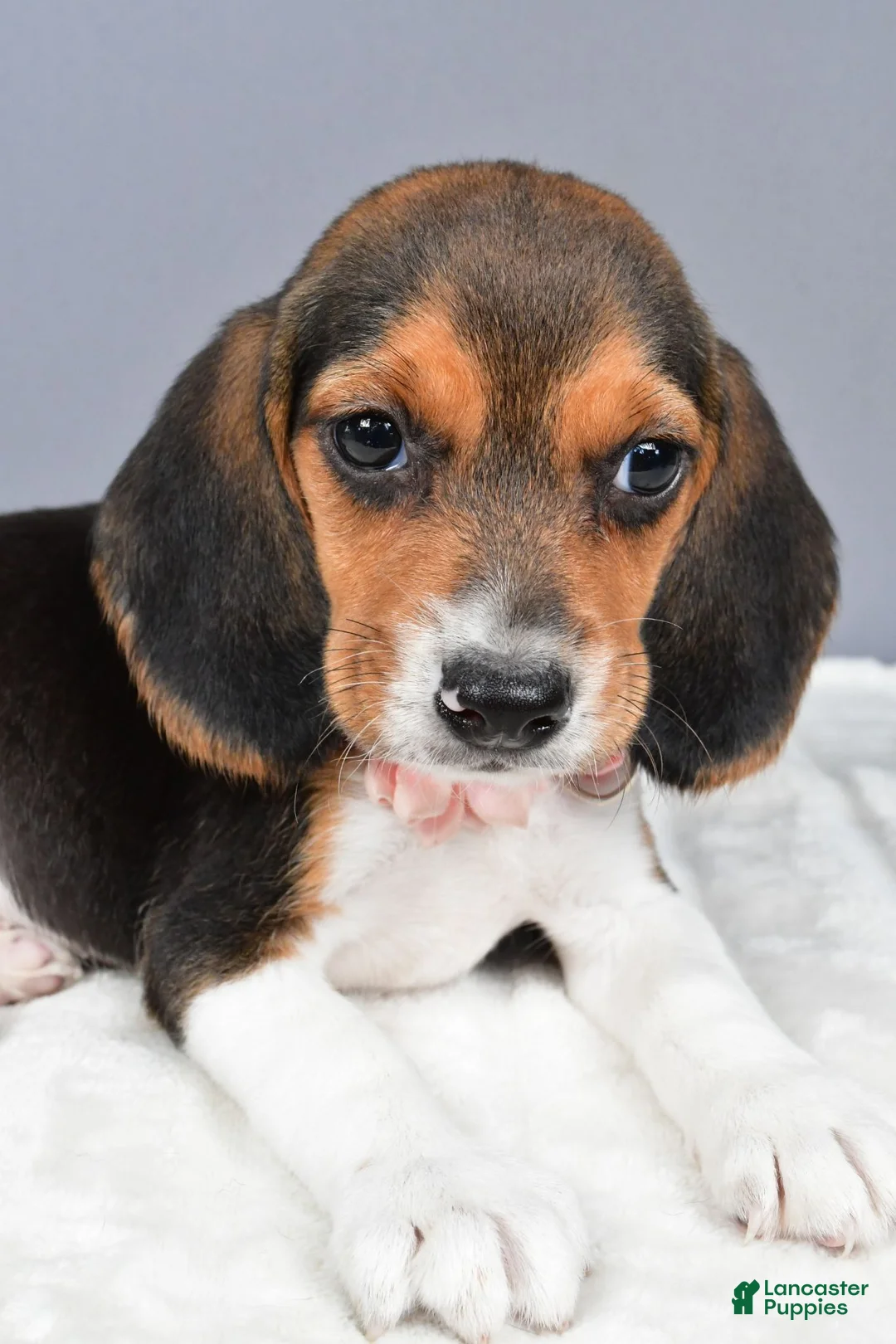 Beagle dogs for sale: Ollie - Ad 8