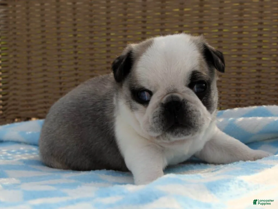 Pug dogs for sale: Sebastian - Ad 2