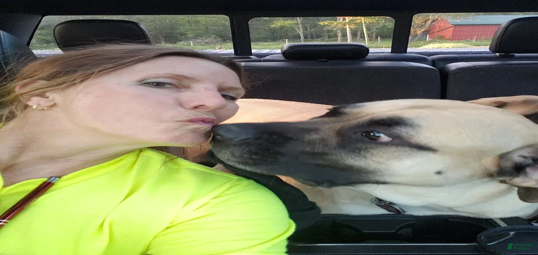 Gallery Image {{count}}