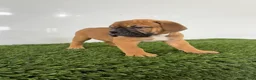 Olde English Bulldogge dogs for sale: Max - Ad 4