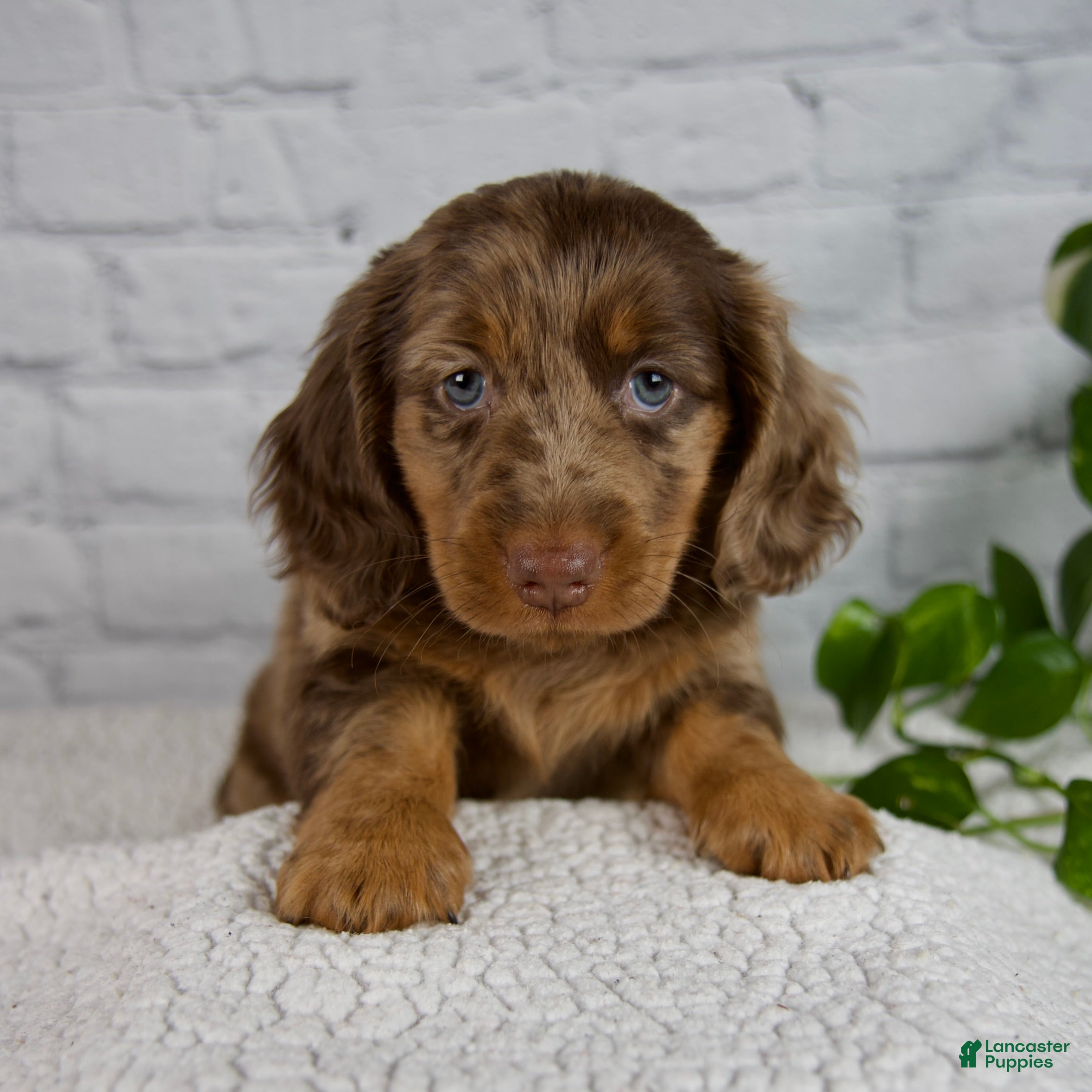 Miniature Dachshund dogs Archer - Ad 1