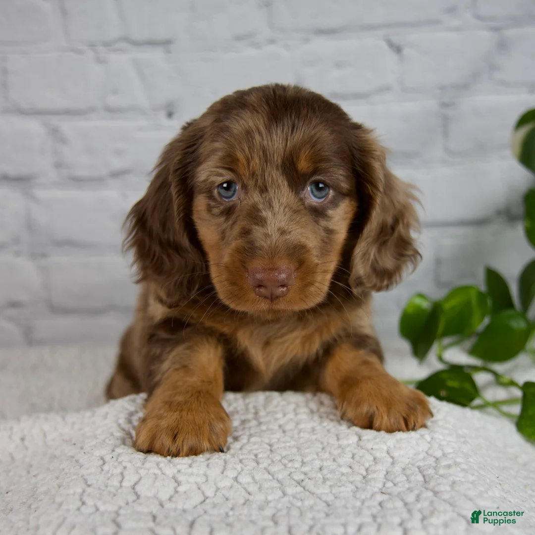 Miniature Dachshund dogs for sale: Archer - Ad 1