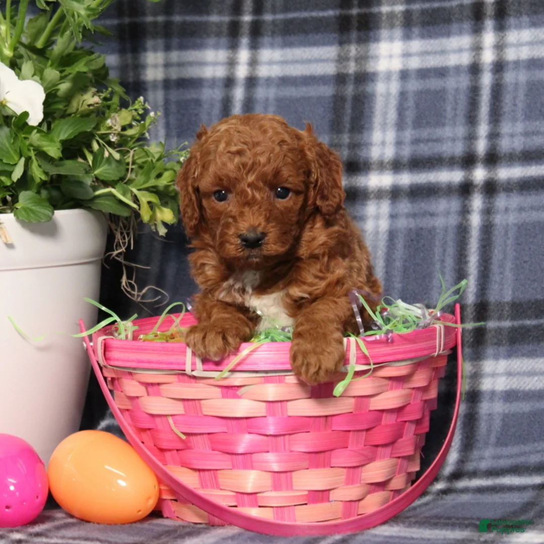 Miniature Poodle dogs for sale: Louie - Ad 2