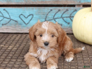 Mixed Breed dogs - Ad 13