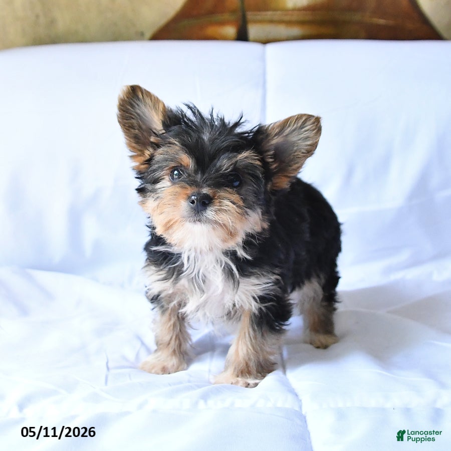 Yorkshire Terrier dogs Rex - Ad 2
