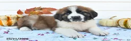 Saint Bernard dogs for sale: Mindy - Ad 3