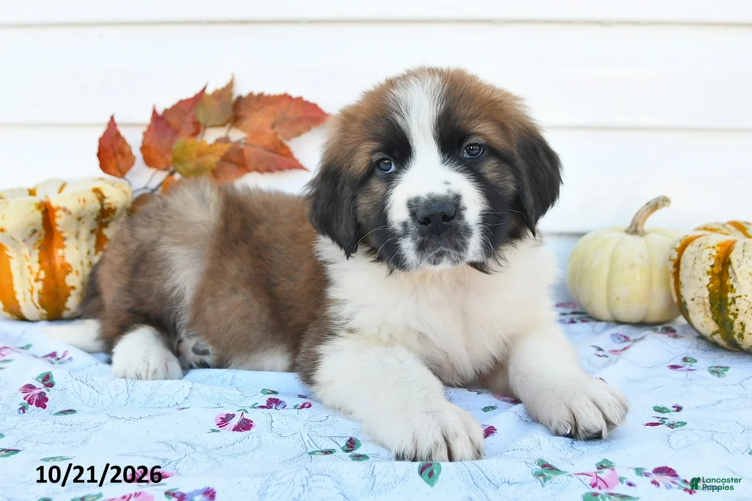Saint Bernard dogs for sale: Mindy - Ad 3