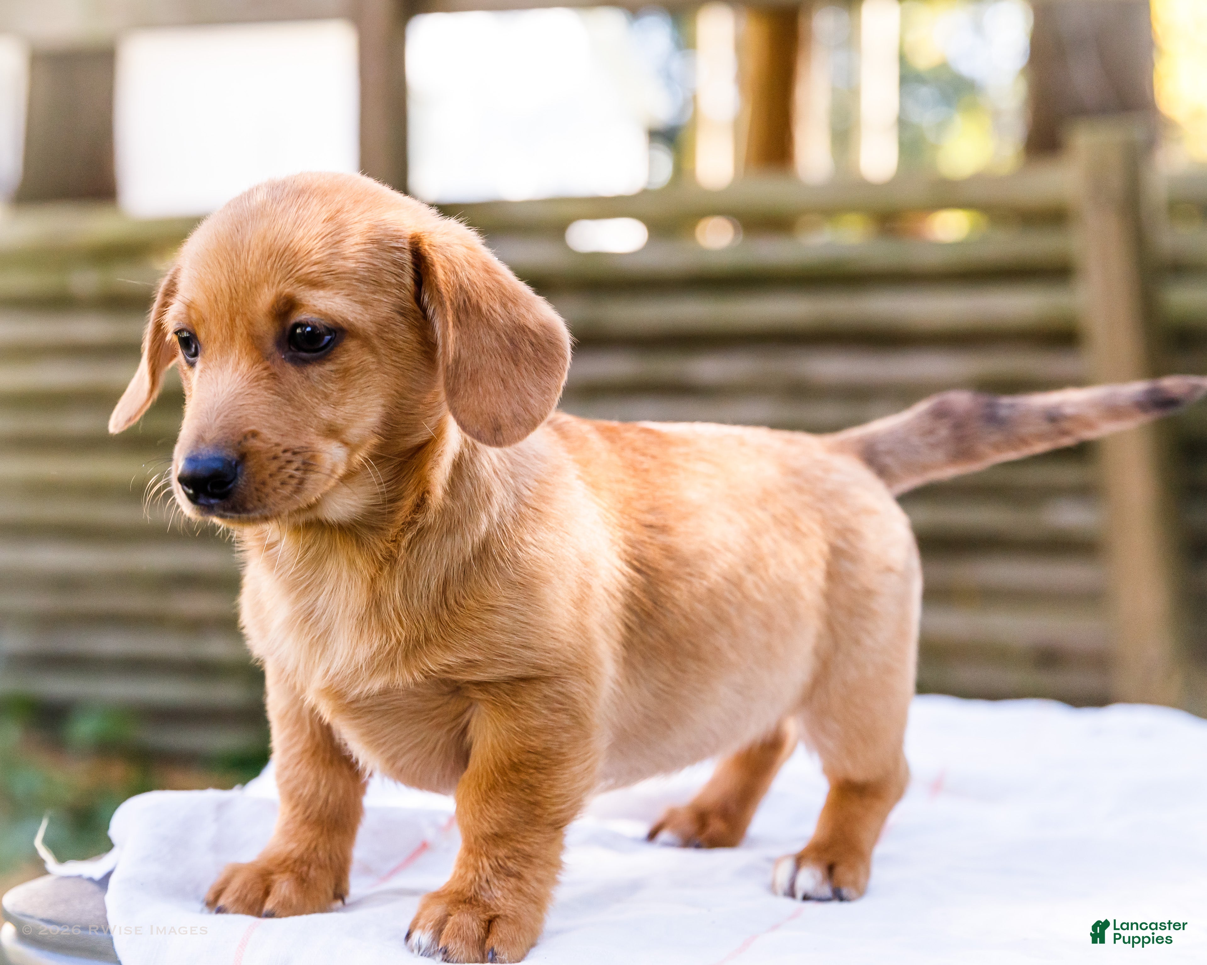 Mixed Breed dogs for sale: Bella Dorgi - Ad 1