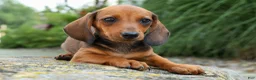Miniature Dachshund dogs for sale: Sweet Pea 🎀 - Ad 7