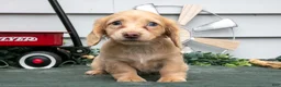 Miniature Dachshund dogs for sale: Cotton - Ad 3