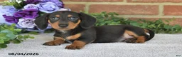 Miniature Dachshund dogs for sale: Penny - Ad 4