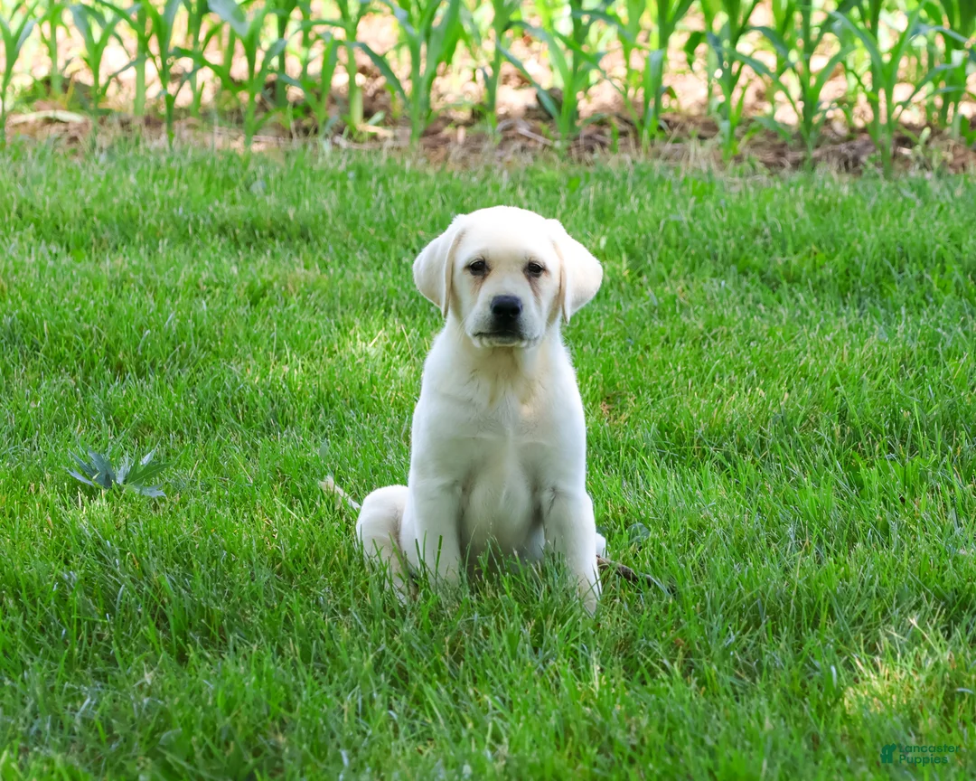 Labrador Retriever dogs for sale: Percival  - Ad 2
