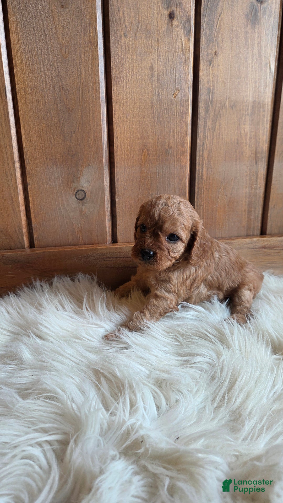 Cavapoo dogs for sale: Nova - Ad 3