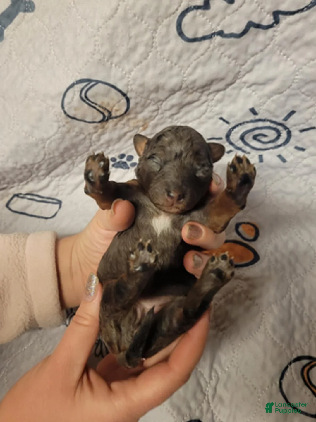 Goldendoodle dogs for sale: Sierra - Ad 3