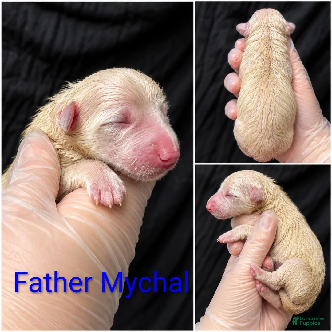 German Shepherd dogs for sale: Father Mychal - Ad 1