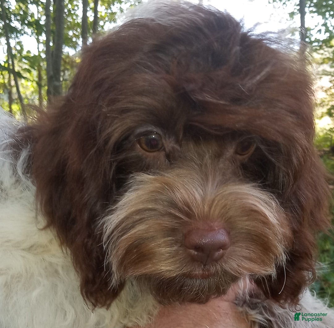 Cockapoo dogs for sale: Baconi - Ad 3