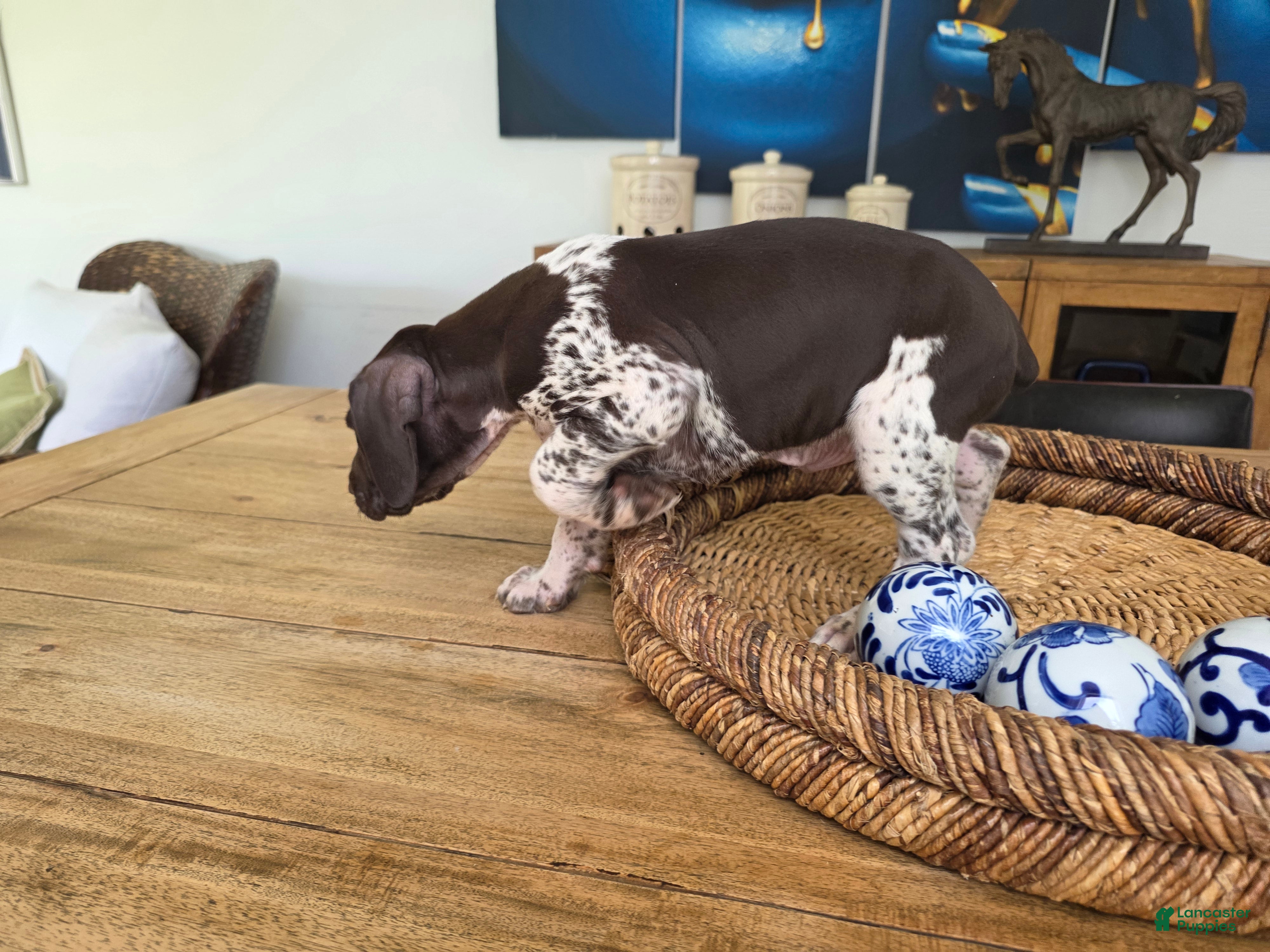 German Shorthaired Pointer dogs German Shorthaired Pointer 2 - Ad 1