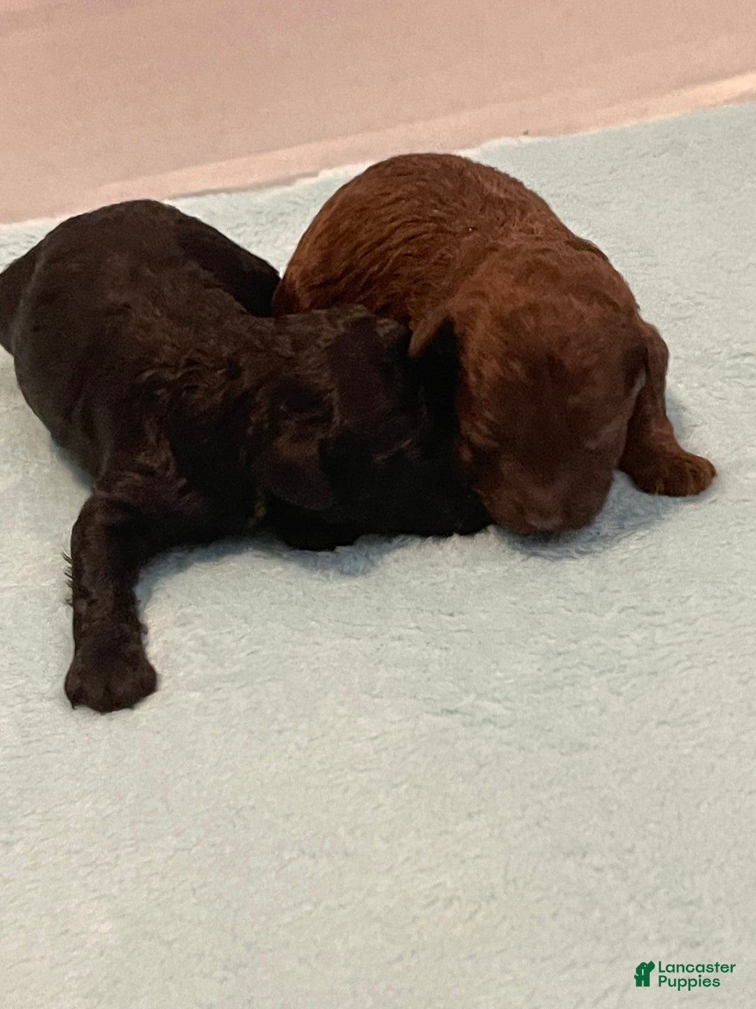 Toy Poodle dogs for sale: Toy Poodle Puppy 1 - Ad 5
