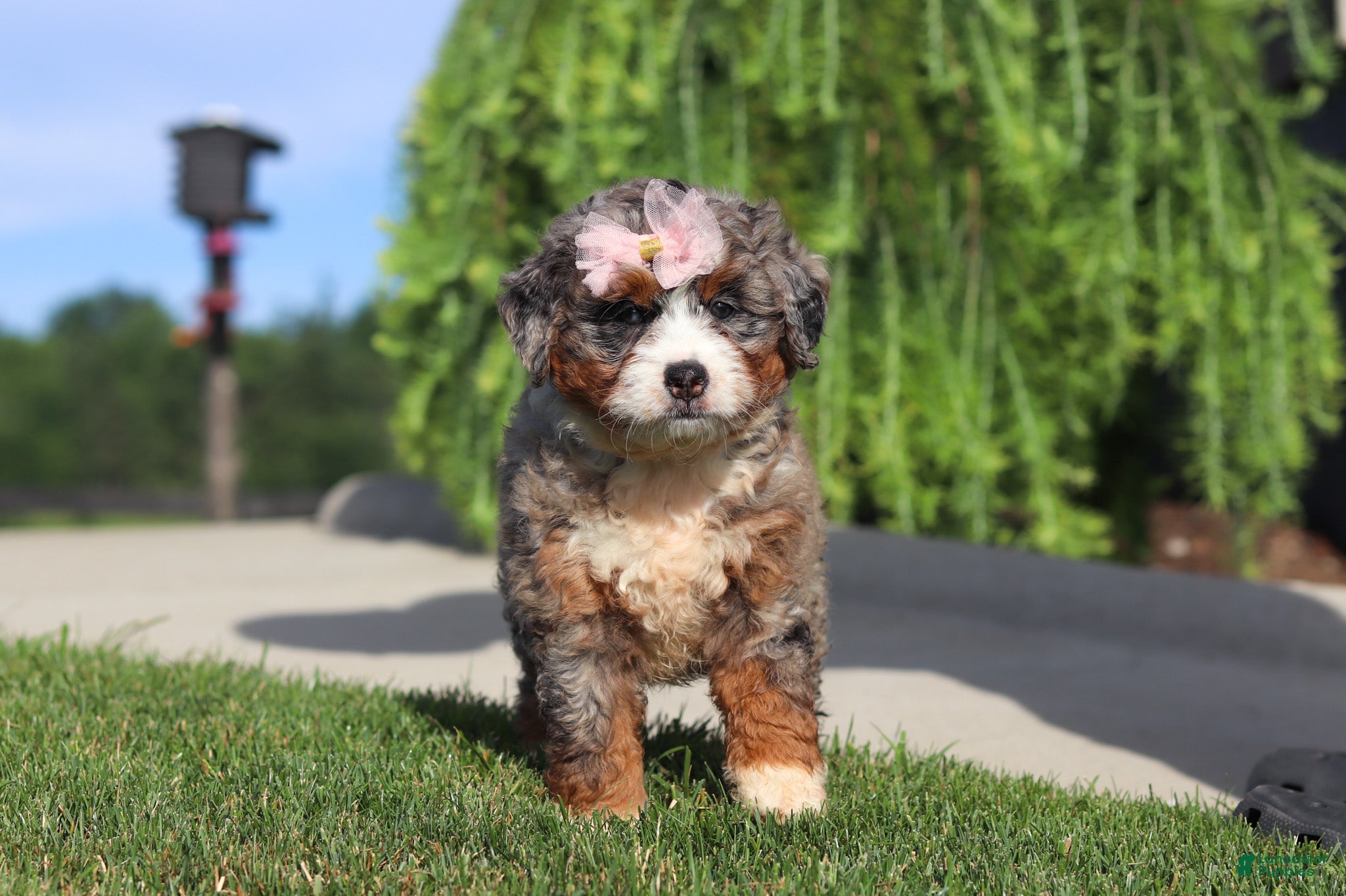 Mini Bernedoodle dogs Butter - Ad 2