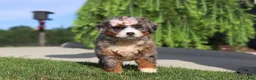 Mini Bernedoodle dogs for sale: Butter - Ad 2