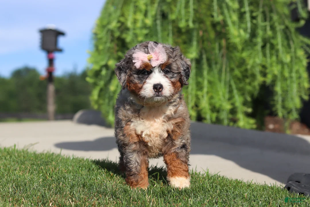 Mini Bernedoodle dogs for sale: Butter - Ad 2
