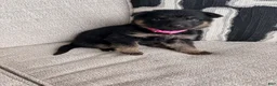 German Shepherd dogs for sale: German Shepherd Puppy 1 - Ad 9
