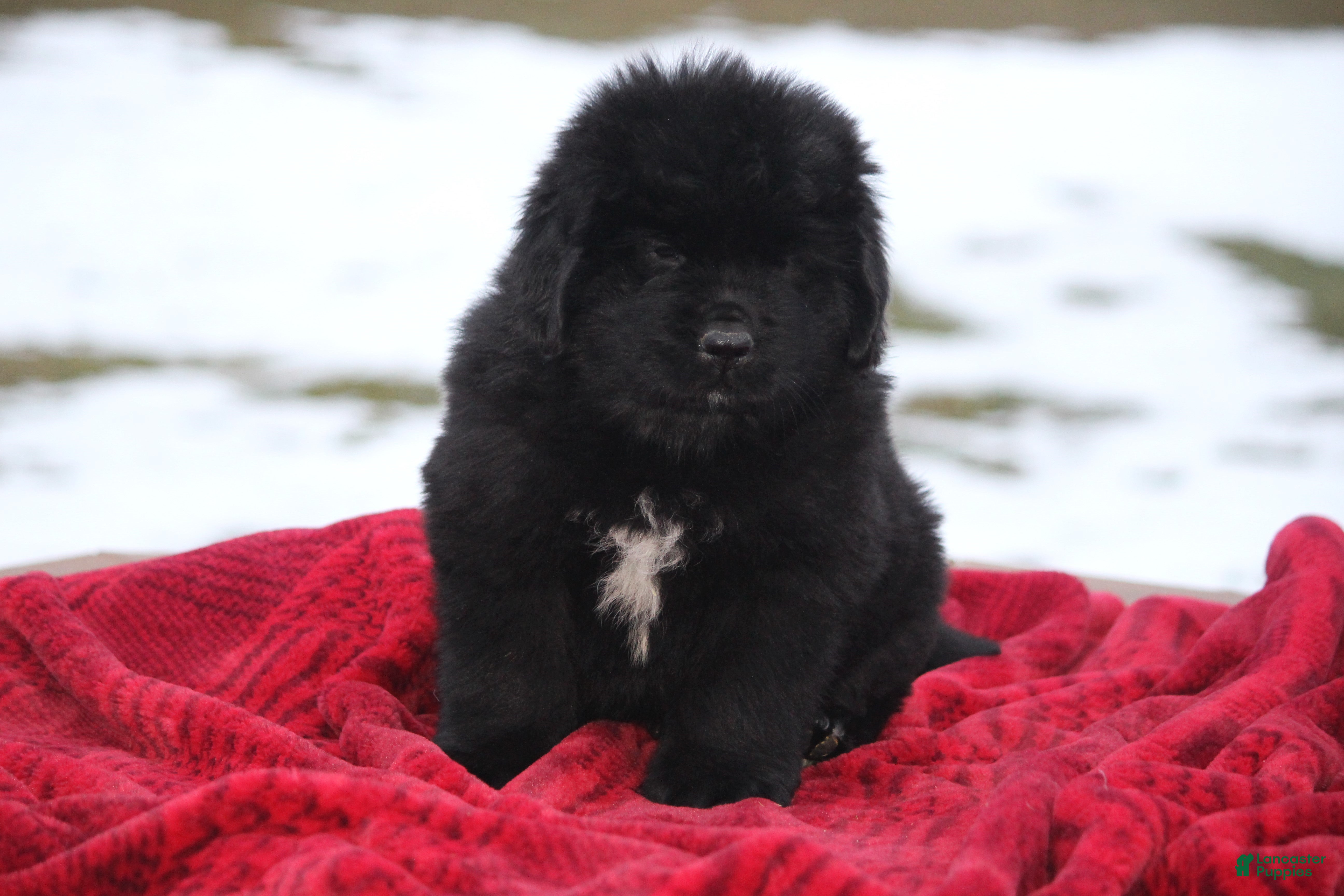 Newfoundland dogs Isaiah - Ad 2