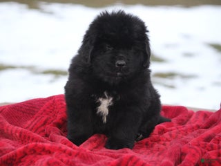 Newfoundland dogs Isaiah - Ad 10