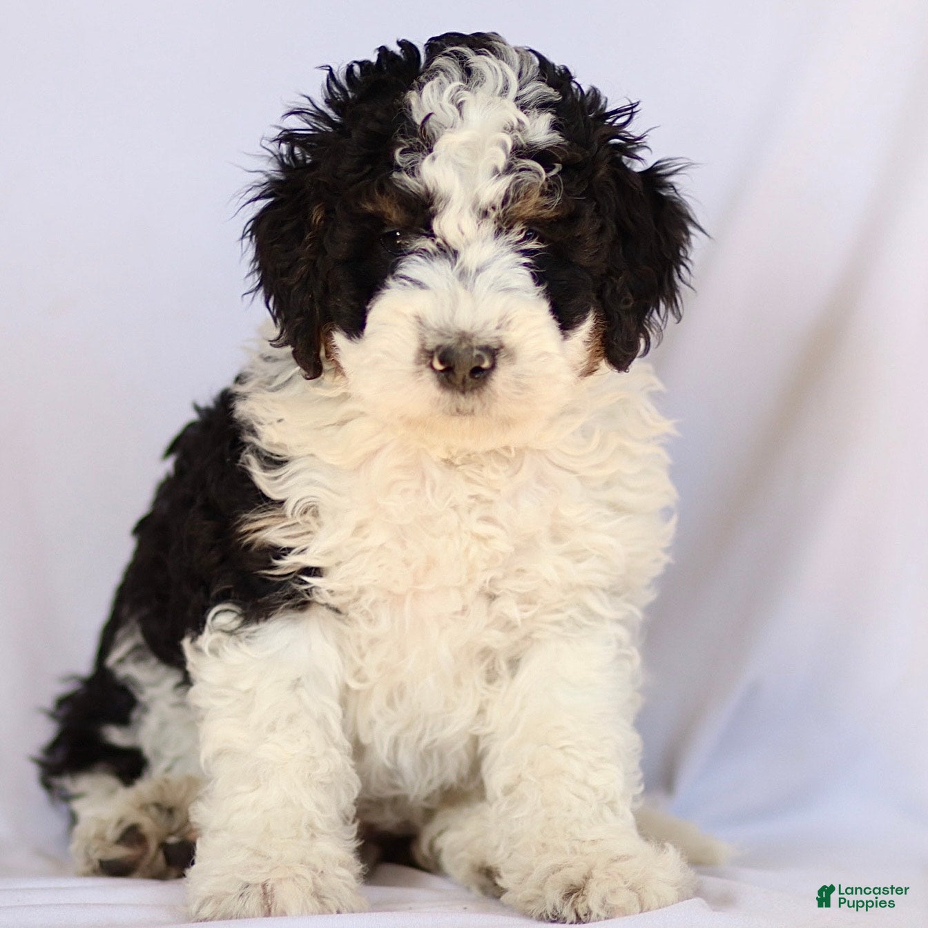Mini Bernedoodle dogs Blaney - Ad 1