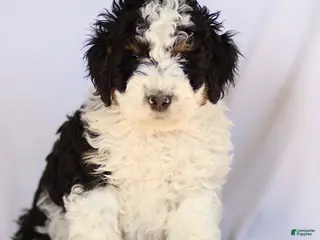 Mini Bernedoodle dogs for sale: Blaney - Ad 4