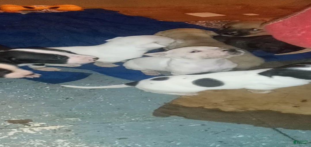 Gallery Image {{count}}