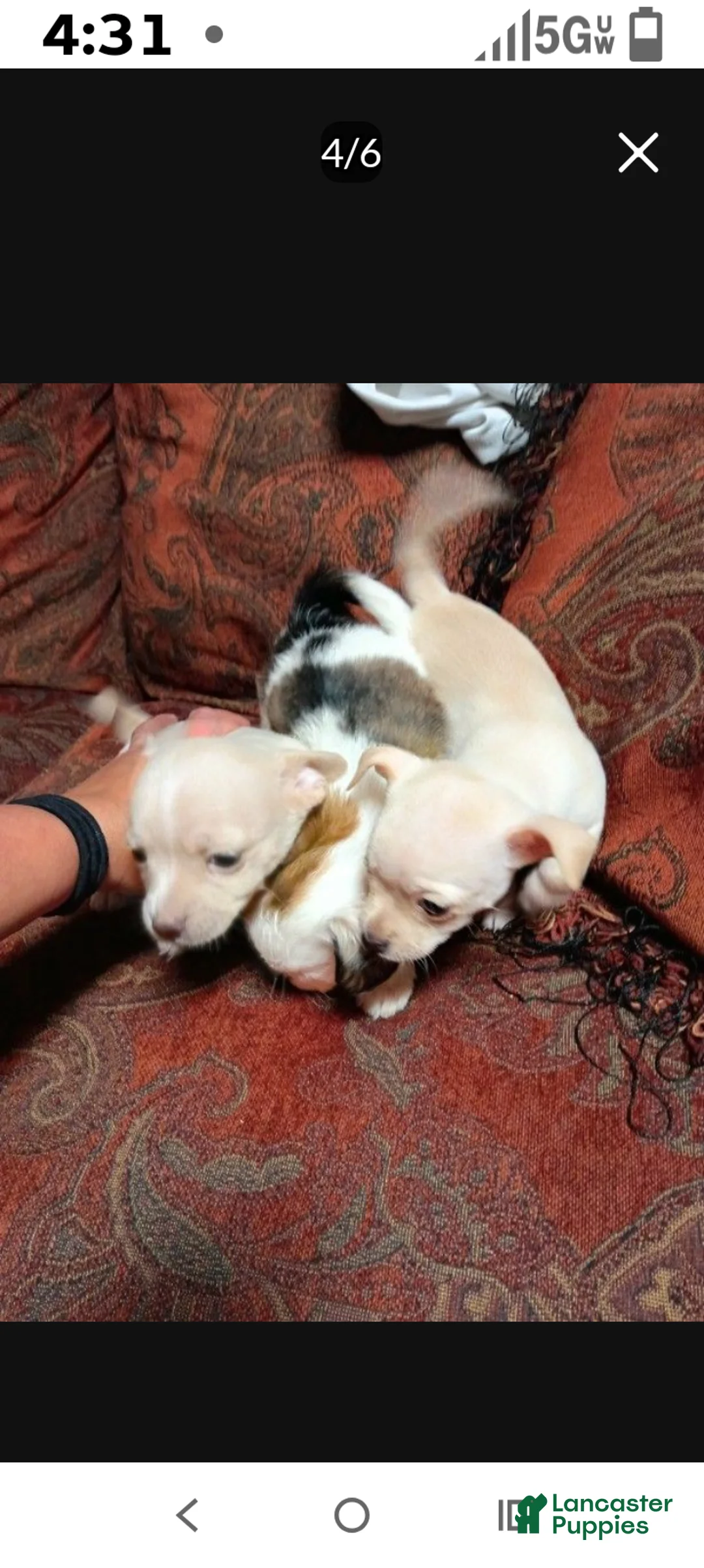 Chihuahua dogs for sale: Chihuahua Puppy 3 - Ad 1