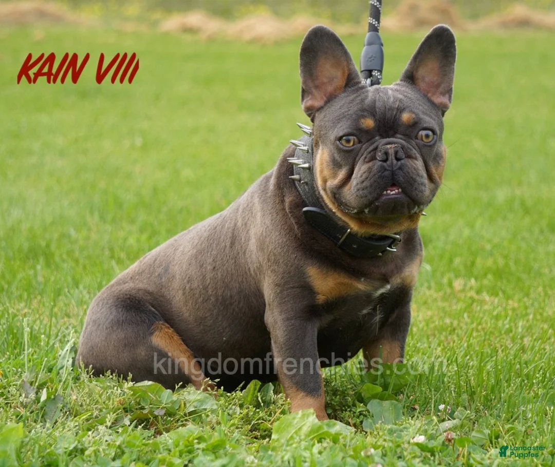 French Bulldog dogs for sale: Poppy - Ad 7