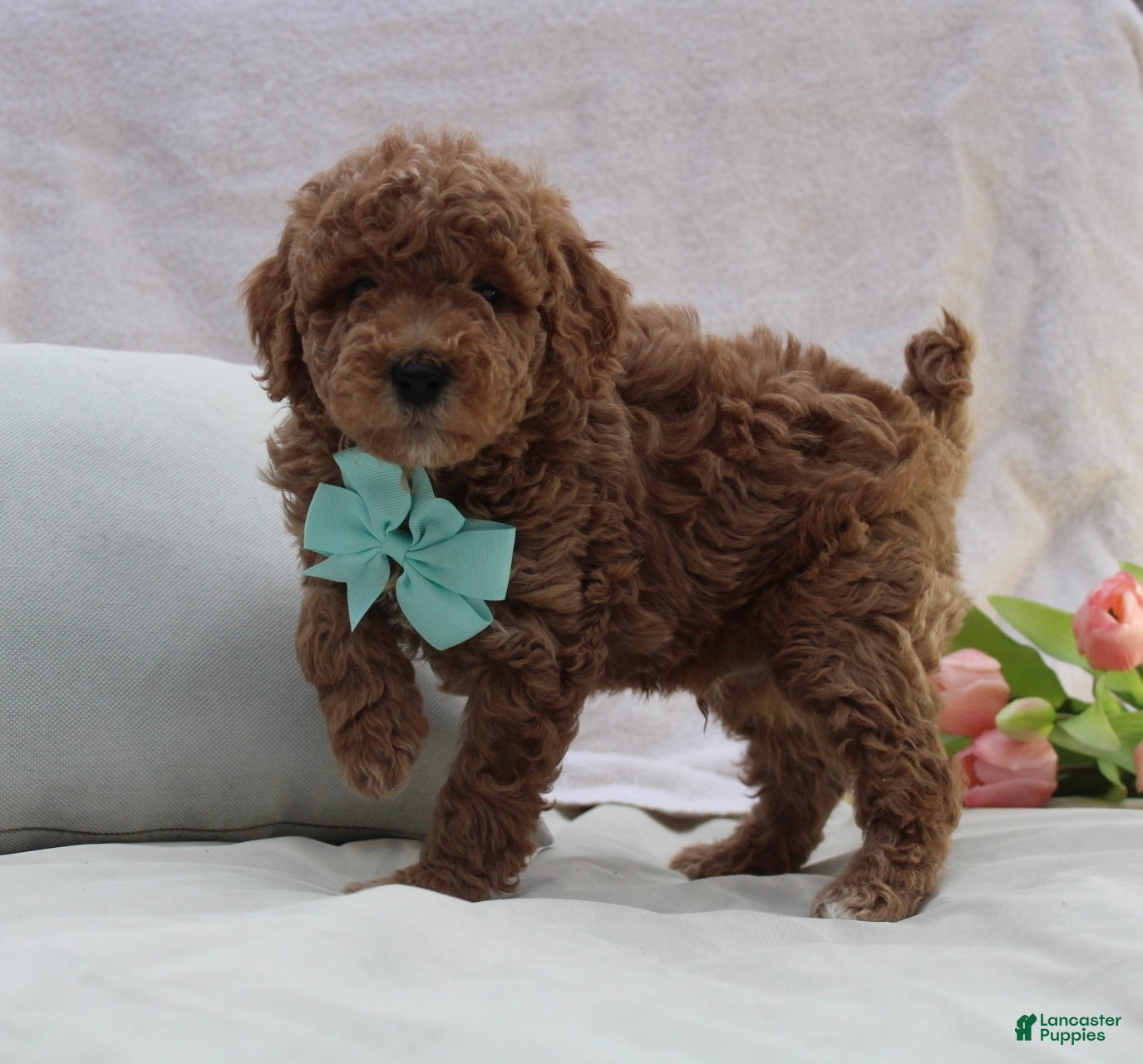 Mini Goldendoodle dogs Roscoe - Ad 2
