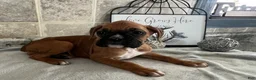 Boxer dogs for sale: Luke - Ad 4