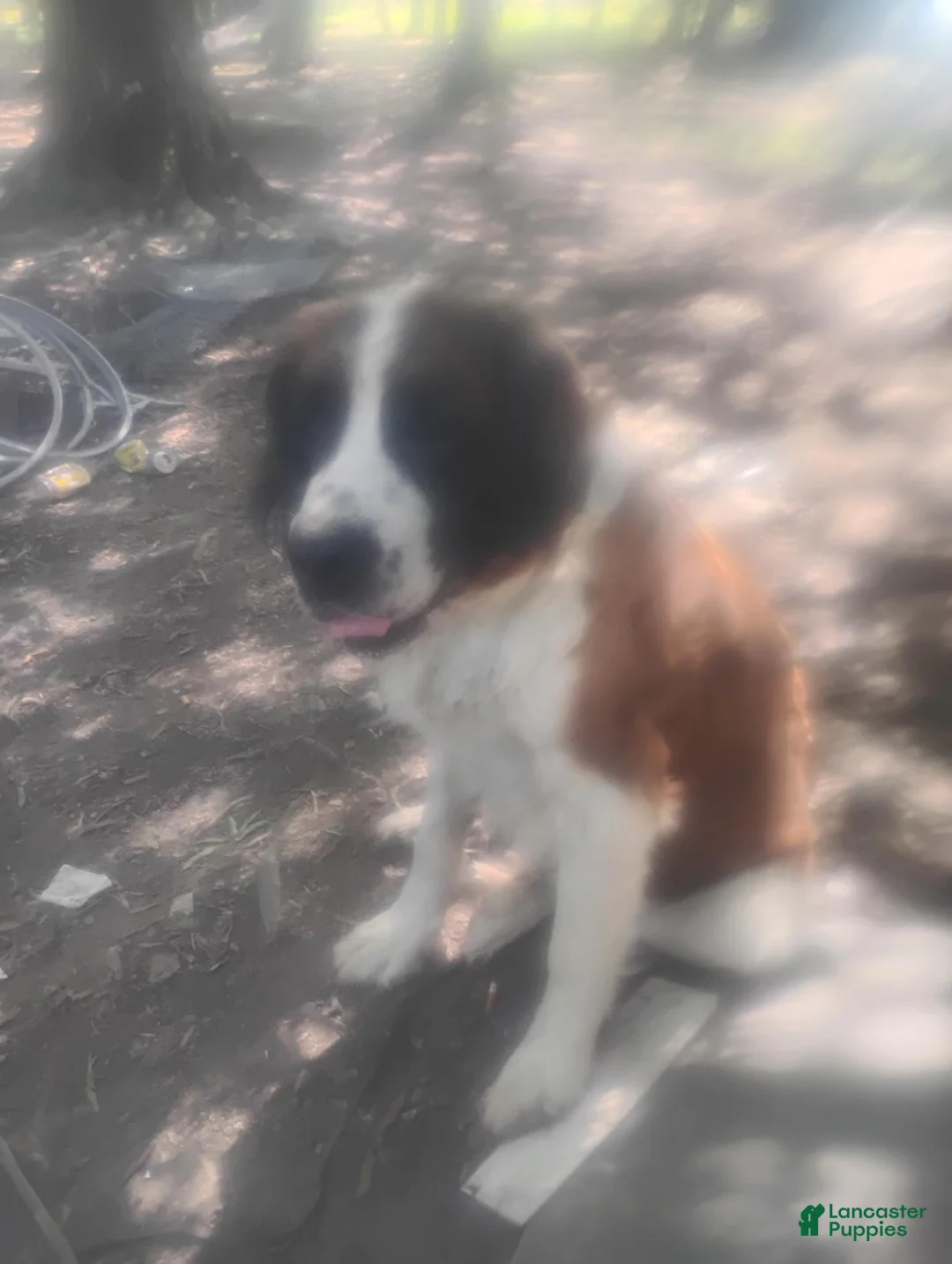 Saint Bernard dogs for sale: Saint Bernard 3 - Ad 4