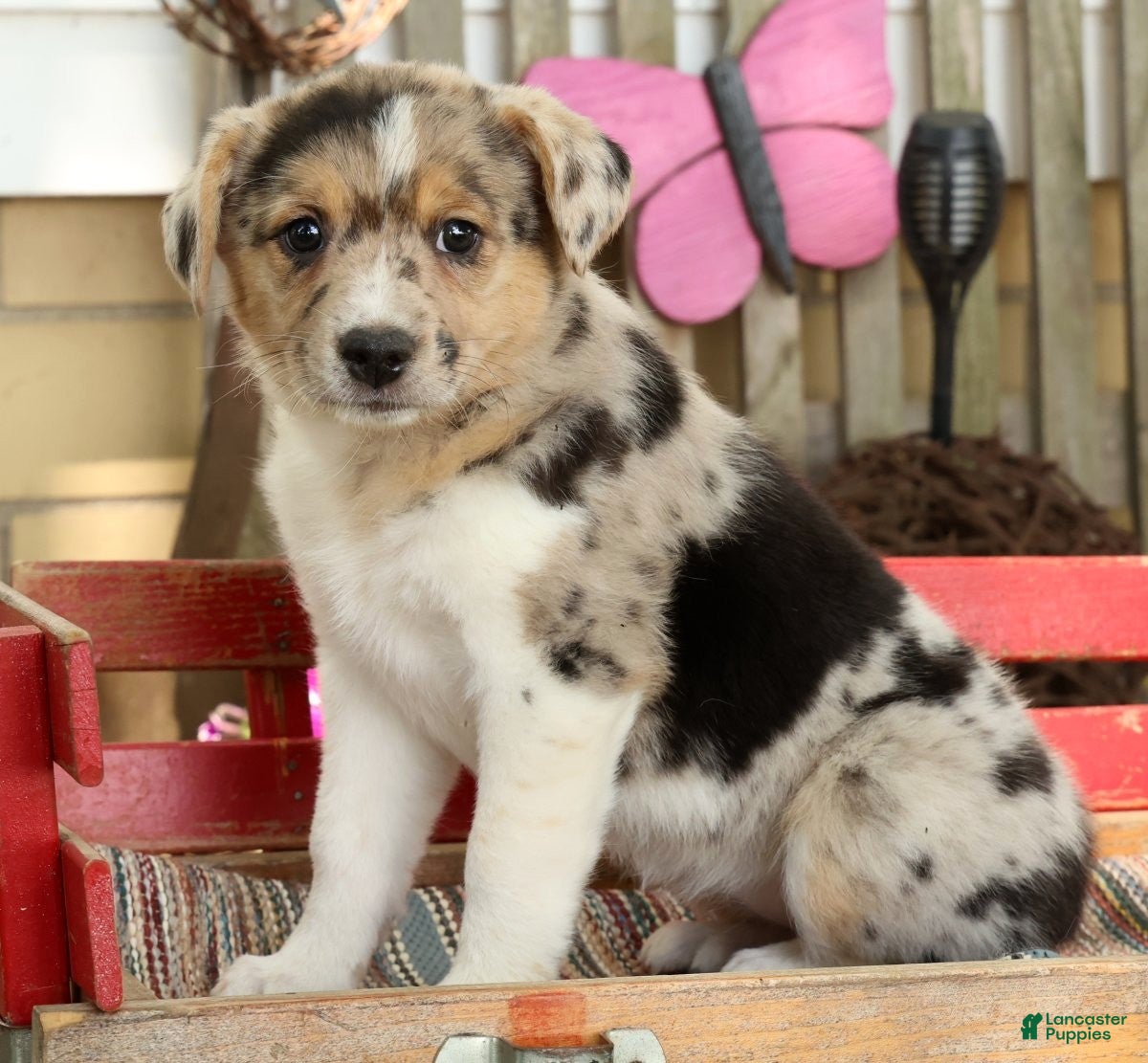 Australian Shepherd dogs Twilight - Ad 1
