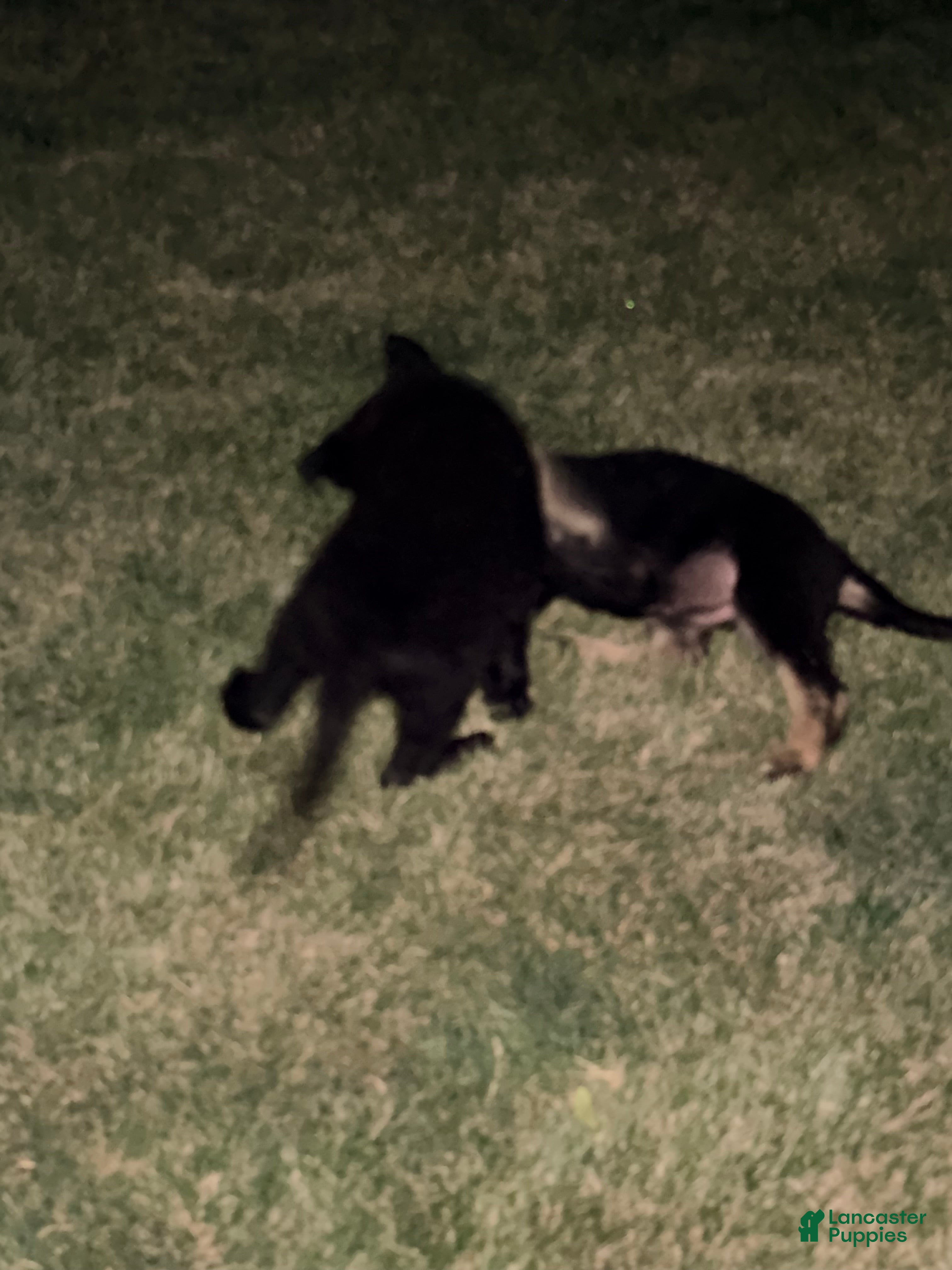 German Shepherd dogs German Shepherd Puppy 4 - Ad 2